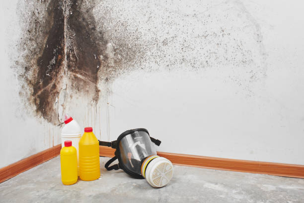 Best Localized Mold Remediation (e.g., coastal areas, humid climates) in Moody, TX