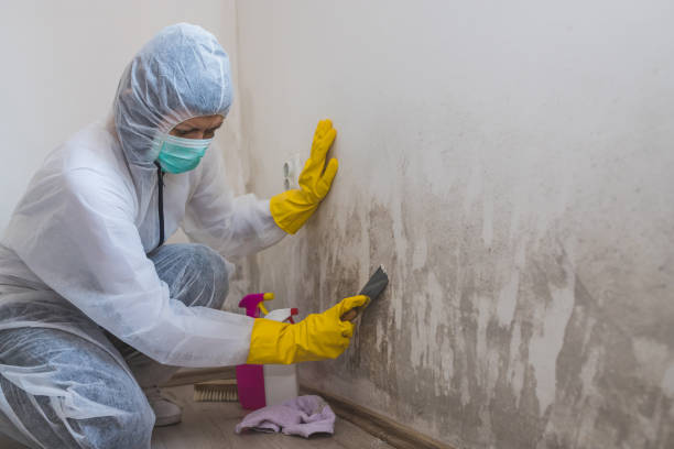 Best Basement Mold Remediation in Moody, TX