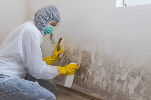 Professional Mold Remediation in Moody, TX