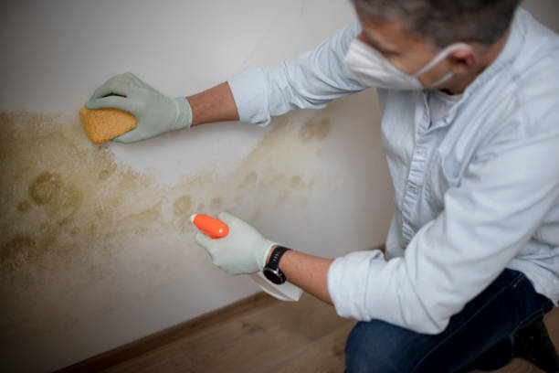 Best Crawl Space Mold Remediation in Moody, TX