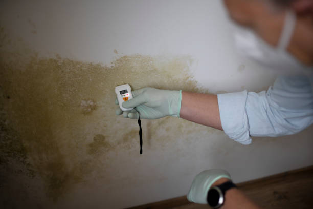 Best Residential Mold Remediation in Moody, TX