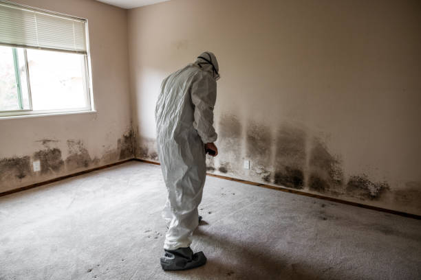 Best Post-Flood Mold Remediation in Moody, TX